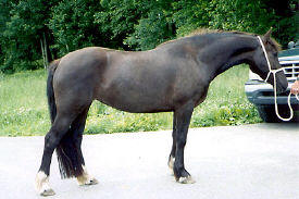 *Fronarth Marianne